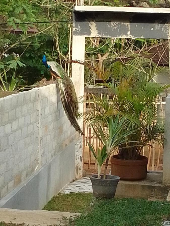 탕갈레 Peacock Garden B&B 외부 사진