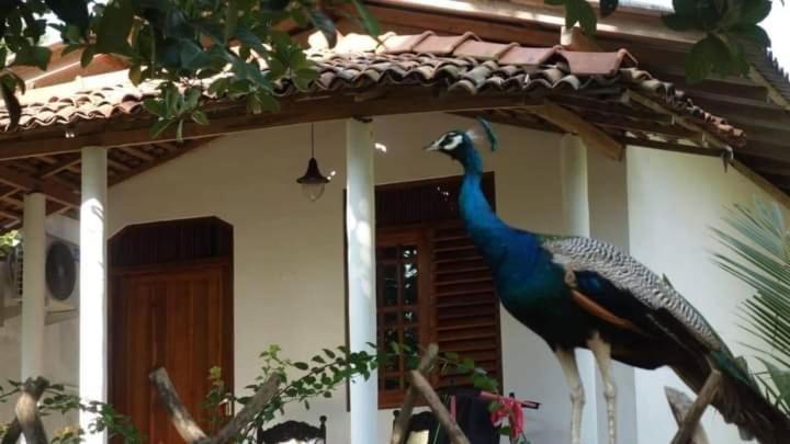 탕갈레 Peacock Garden B&B 외부 사진
