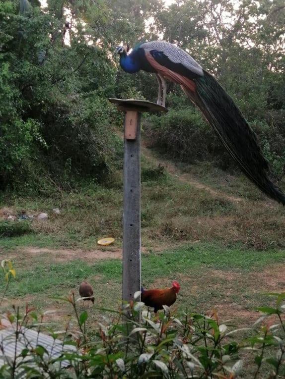 탕갈레 Peacock Garden B&B 외부 사진